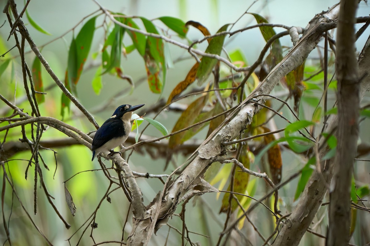 Mangrovezwergfischer - ML620694255