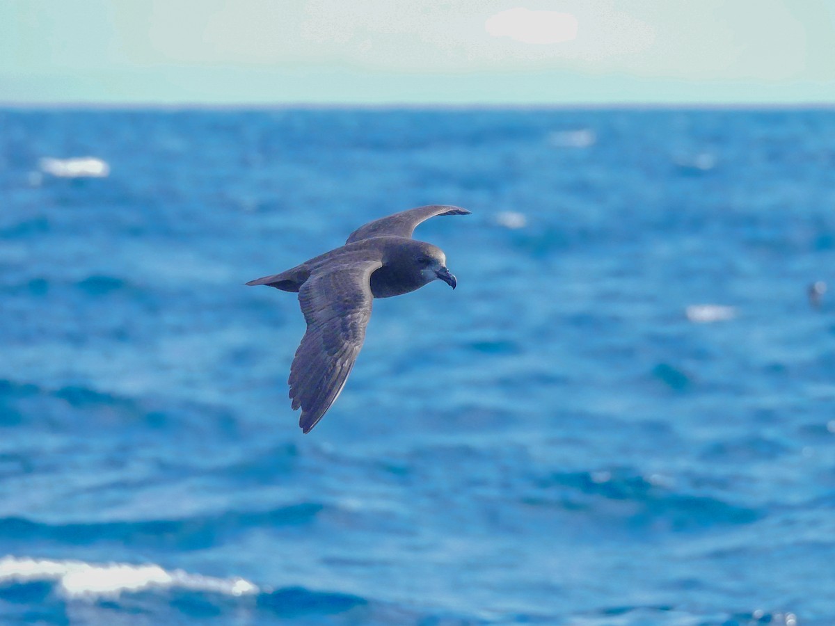 Gray-faced Petrel - ML620694256