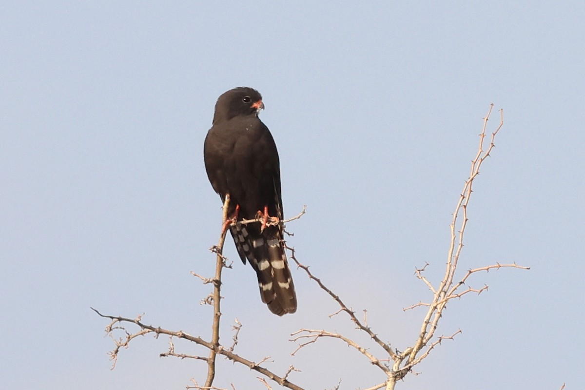 Gabar Goshawk - ML620694257