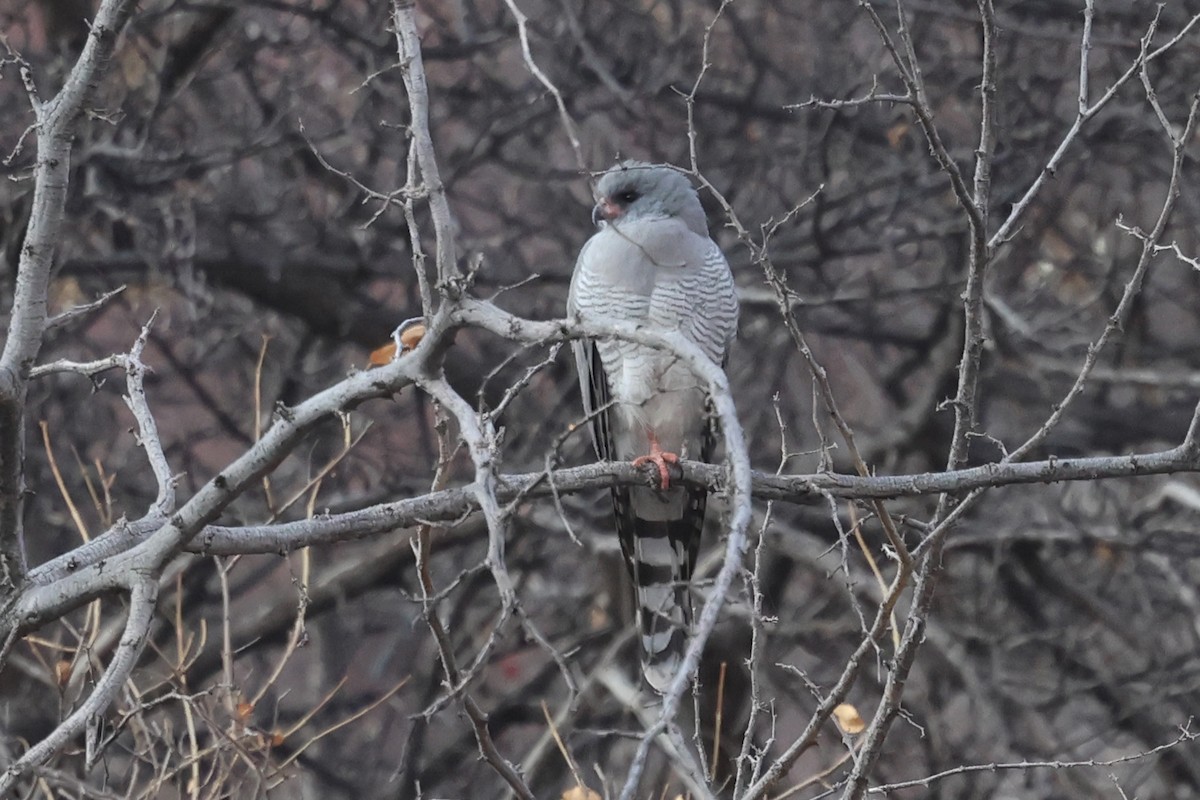 Gabar Goshawk - ML620694259