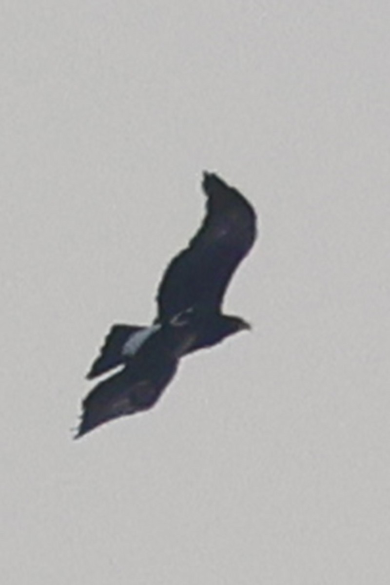 Verreaux's Eagle - ML620694263