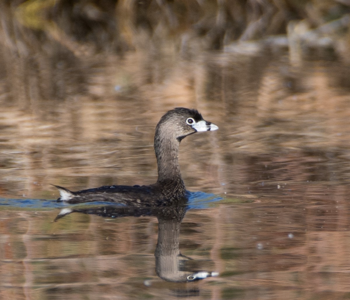 Pied-billed Grebe - ML620694265