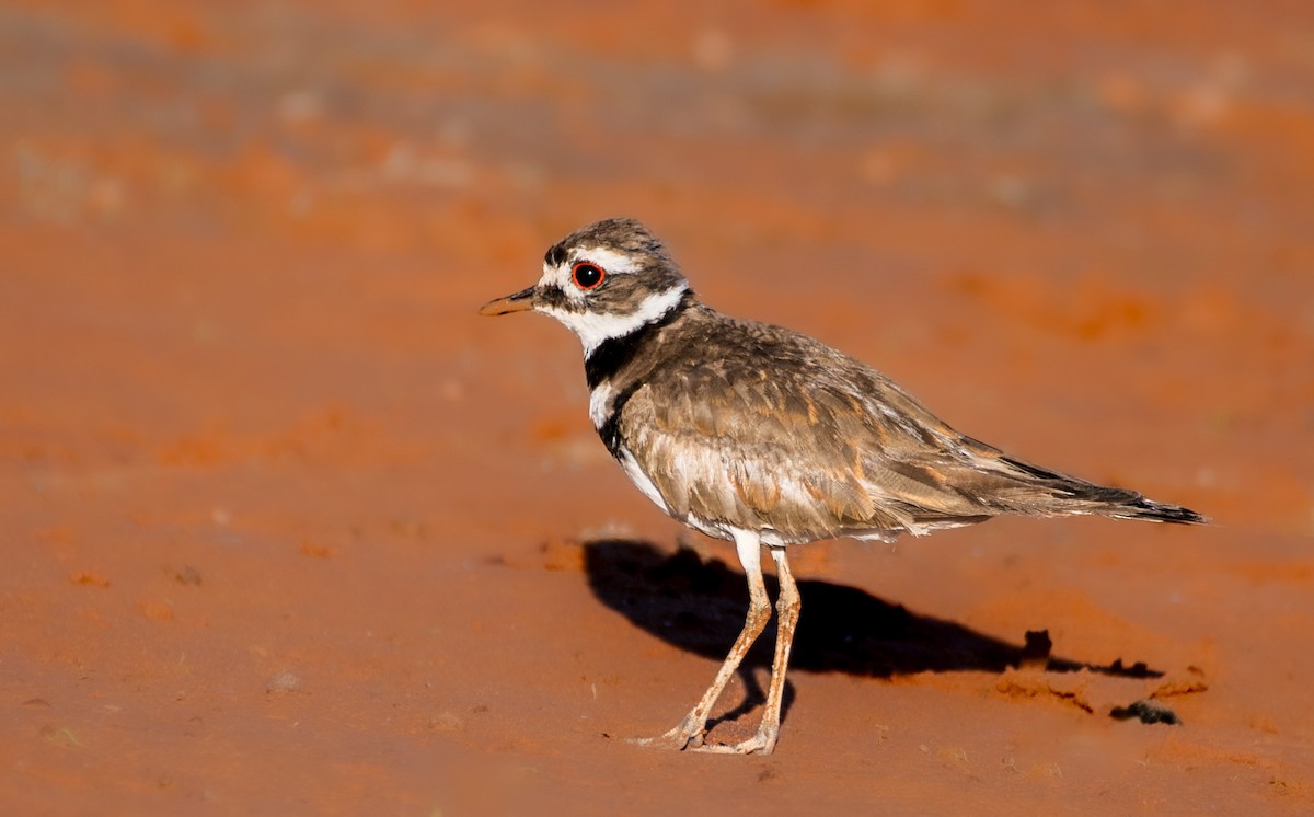 Killdeer - ML620694266