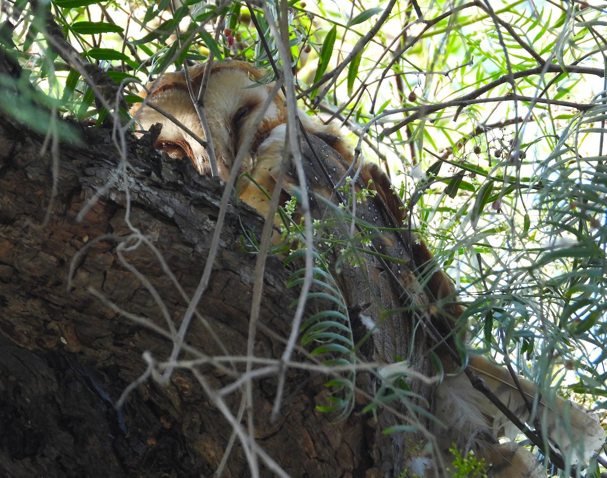 Barn Owl - ML620694267