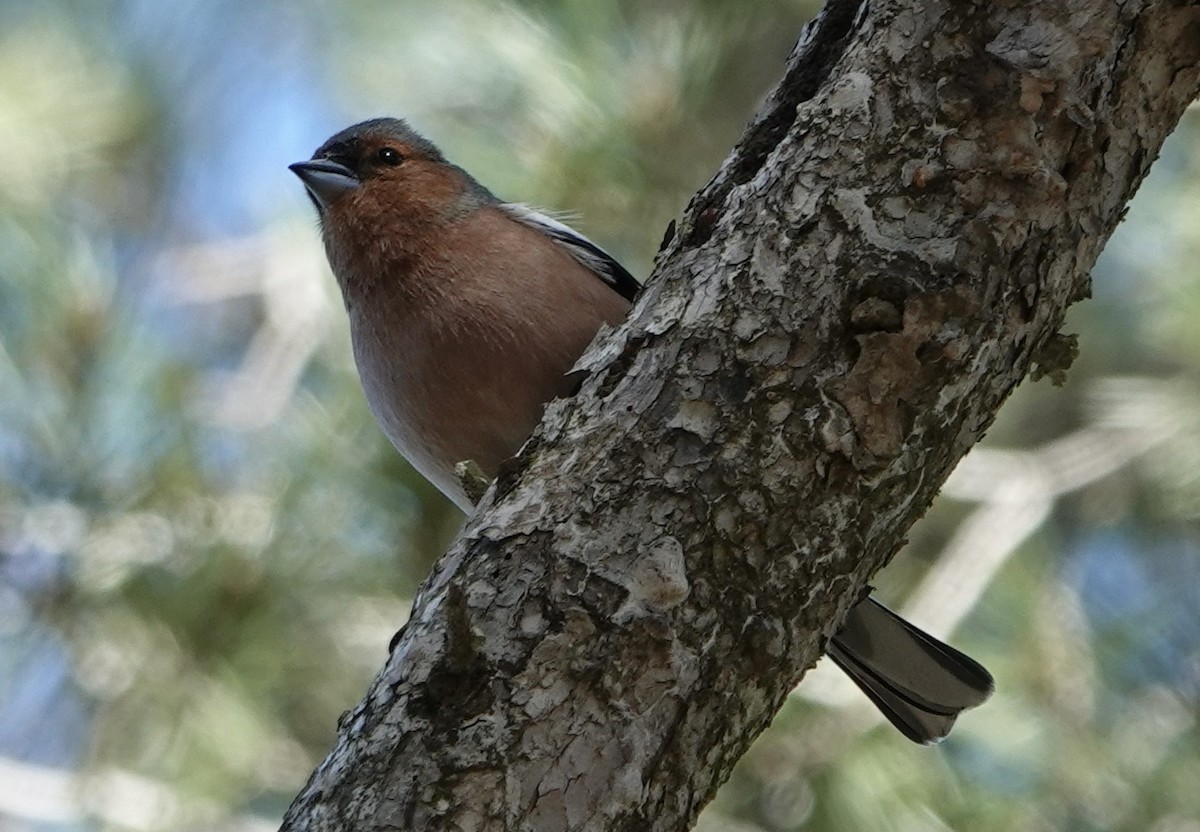 Common Chaffinch - ML620694271