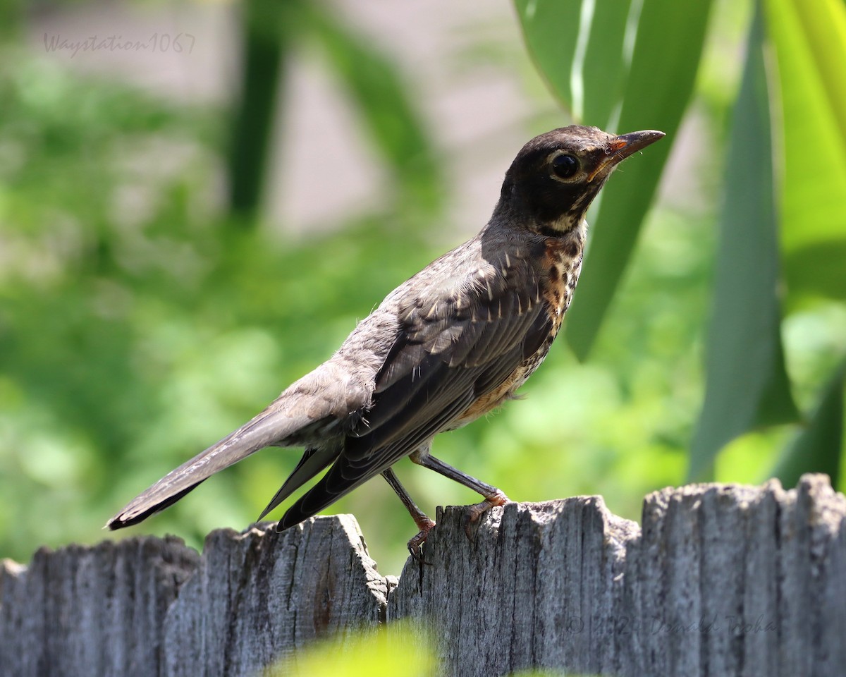 American Robin - ML620694272