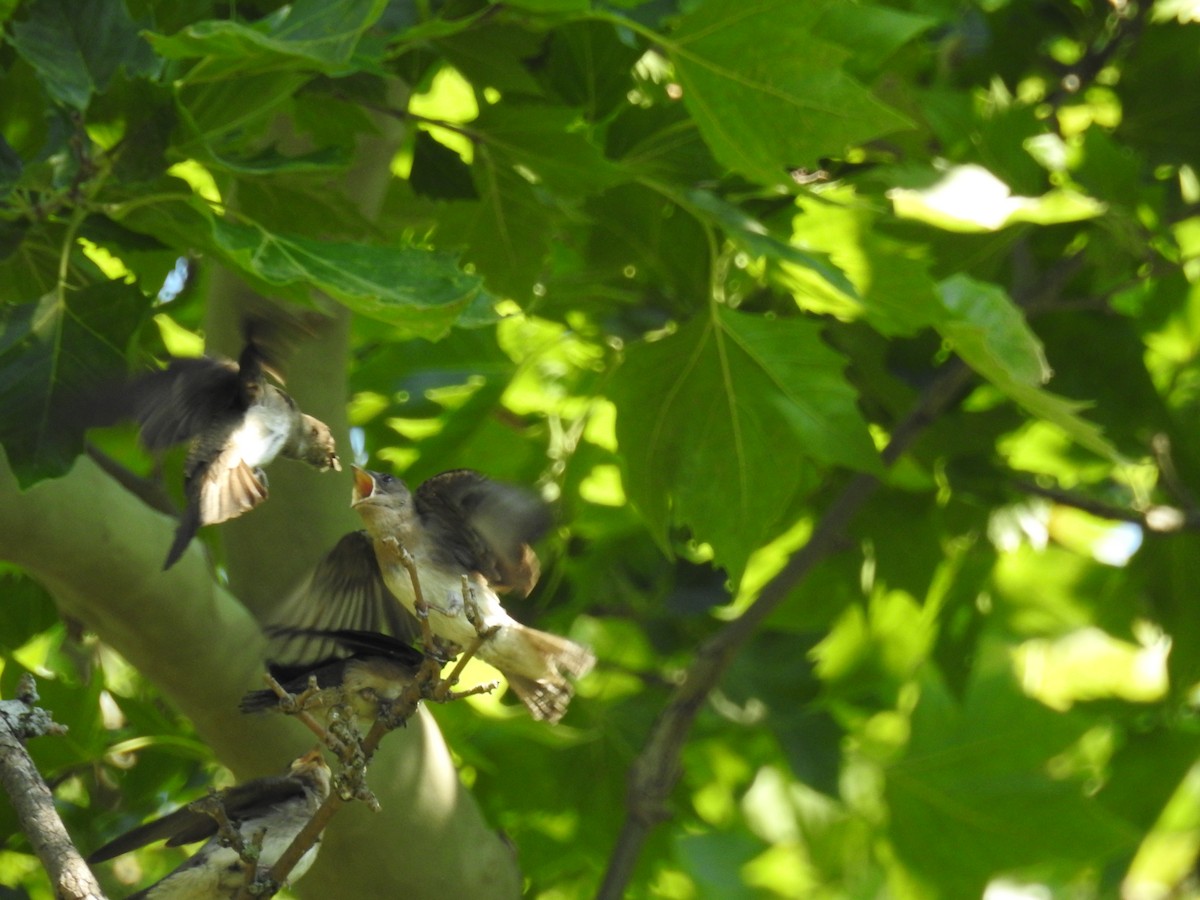 Golondrina Aserrada - ML620694273