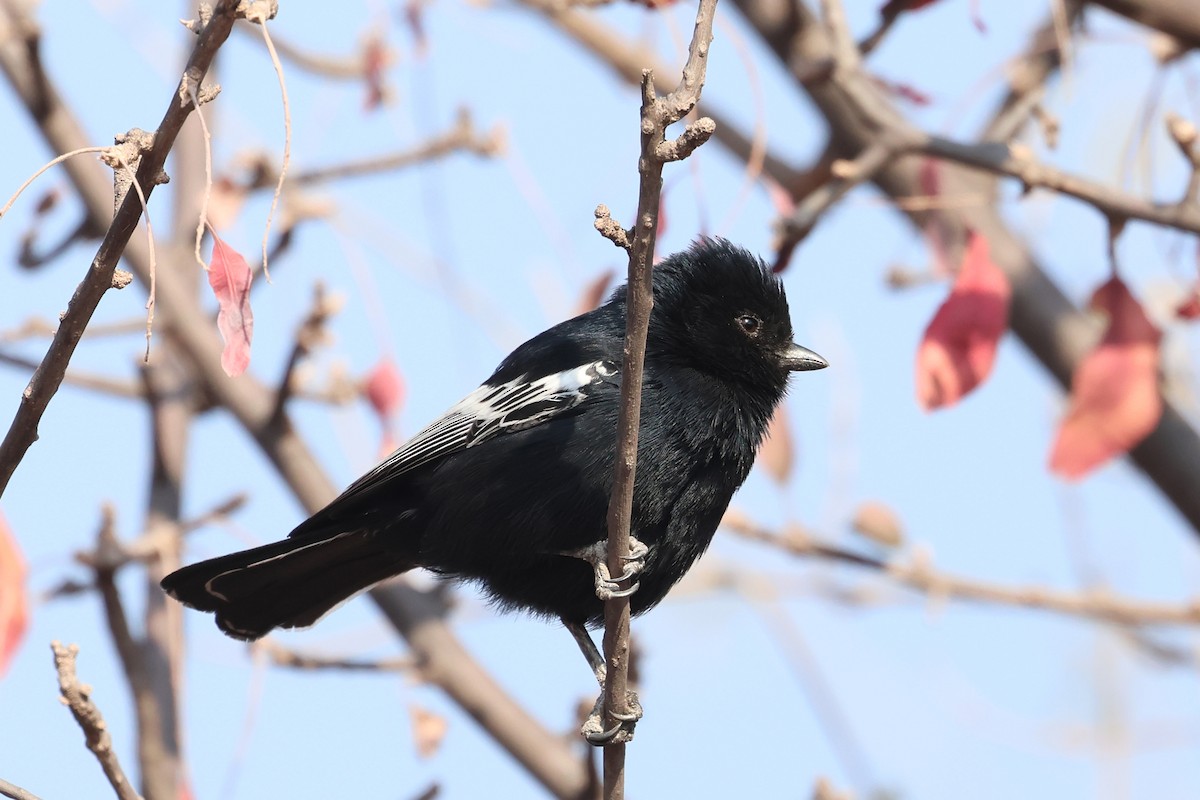 Carp's Tit - ML620694275