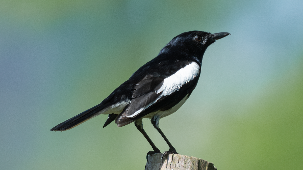 Oriental Magpie-Robin - ML620694278