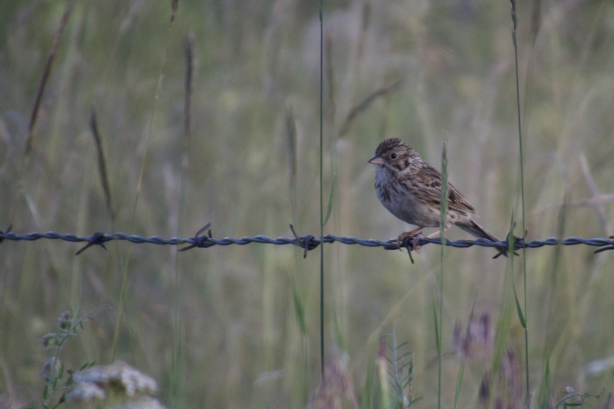 Vesper Sparrow - ML620694279