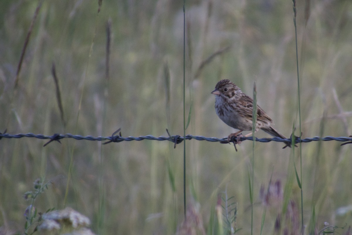Vesper Sparrow - William D. Kragh