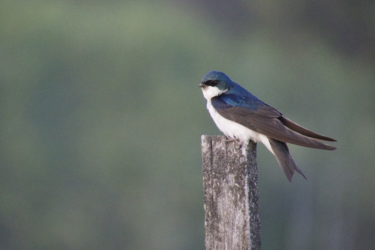 Tree Swallow - ML620694286