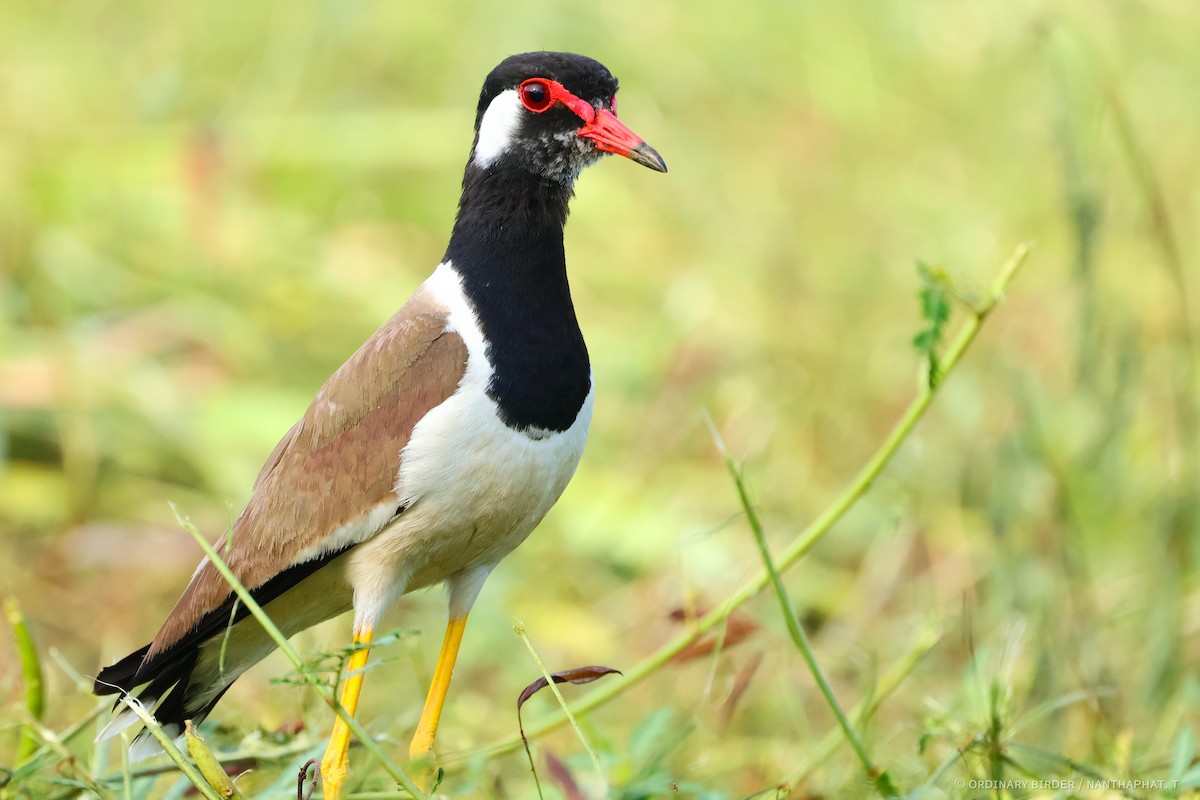 Red-wattled Lapwing - ML620694294