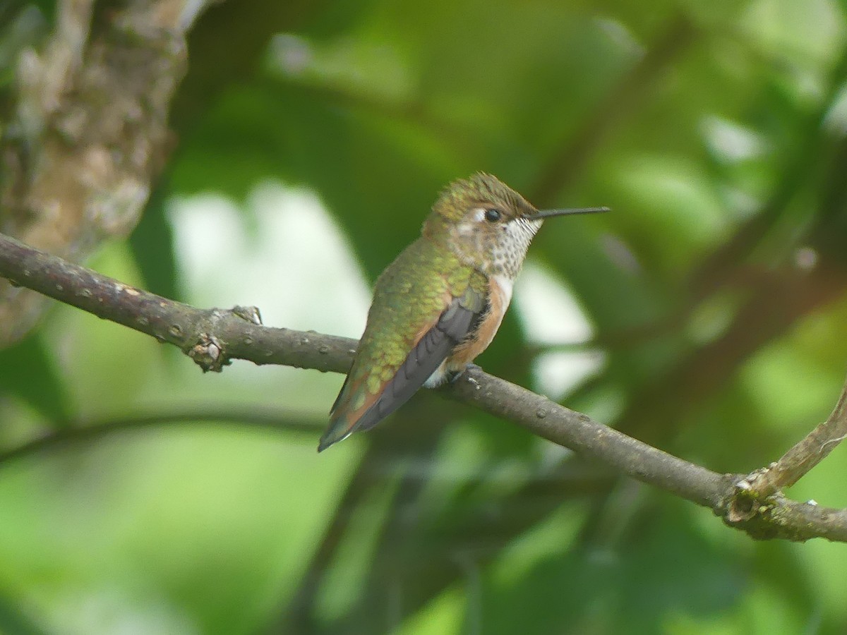 Rufous Hummingbird - ML620694298