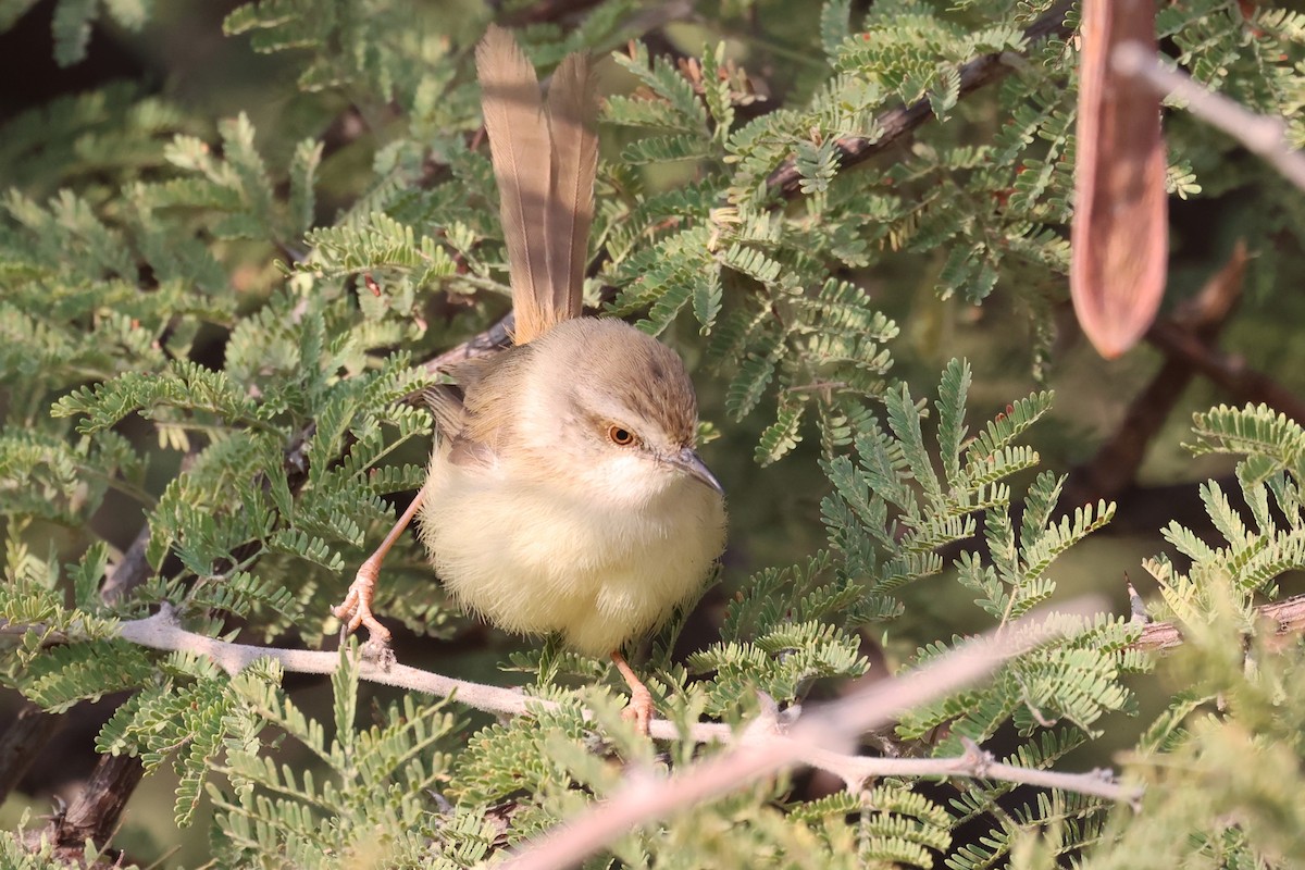 Black-chested Prinia - ML620694301