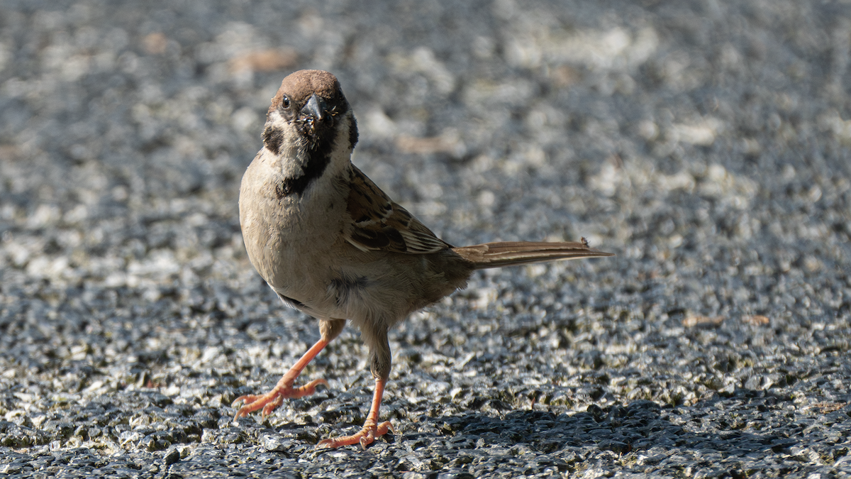 Eurasian Tree Sparrow - ML620694305
