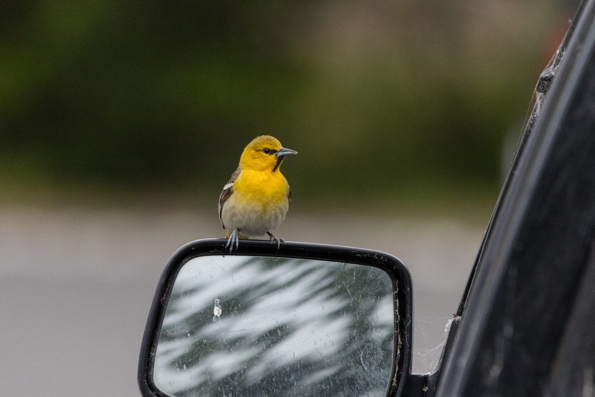 Bullock's Oriole - Alex Tey