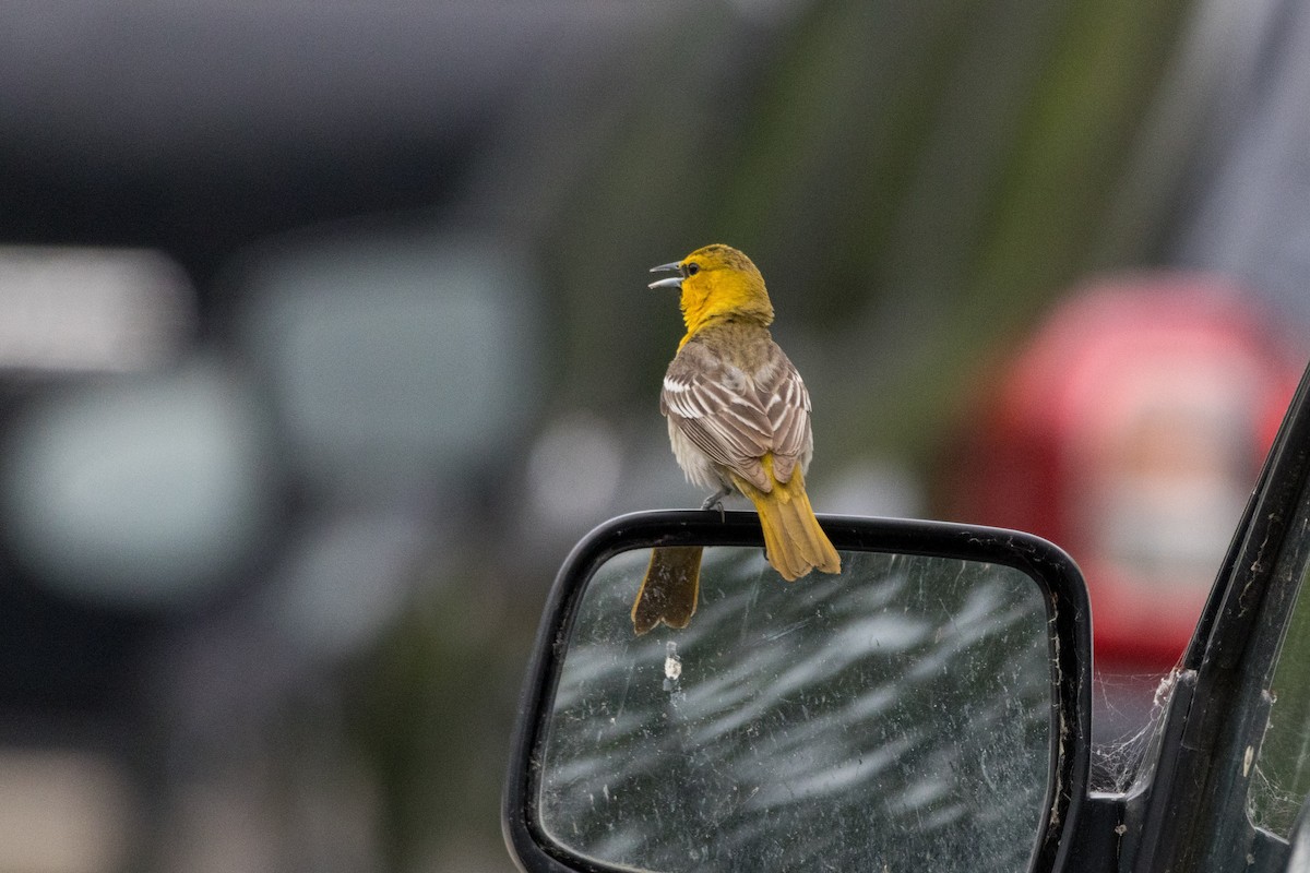 Bullock's Oriole - Alex Tey