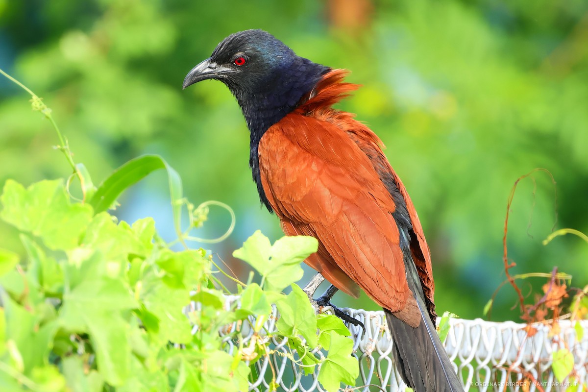 Greater Coucal - ML620694311