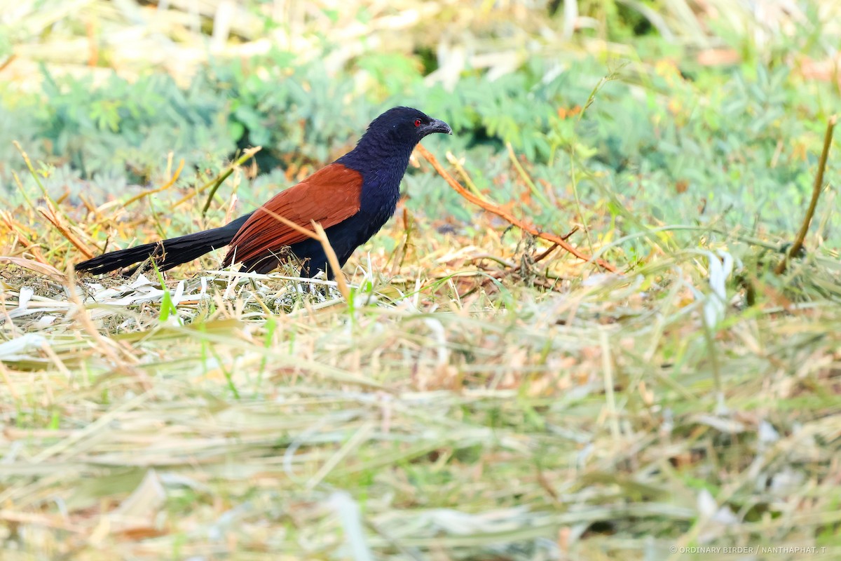 Greater Coucal - ML620694312