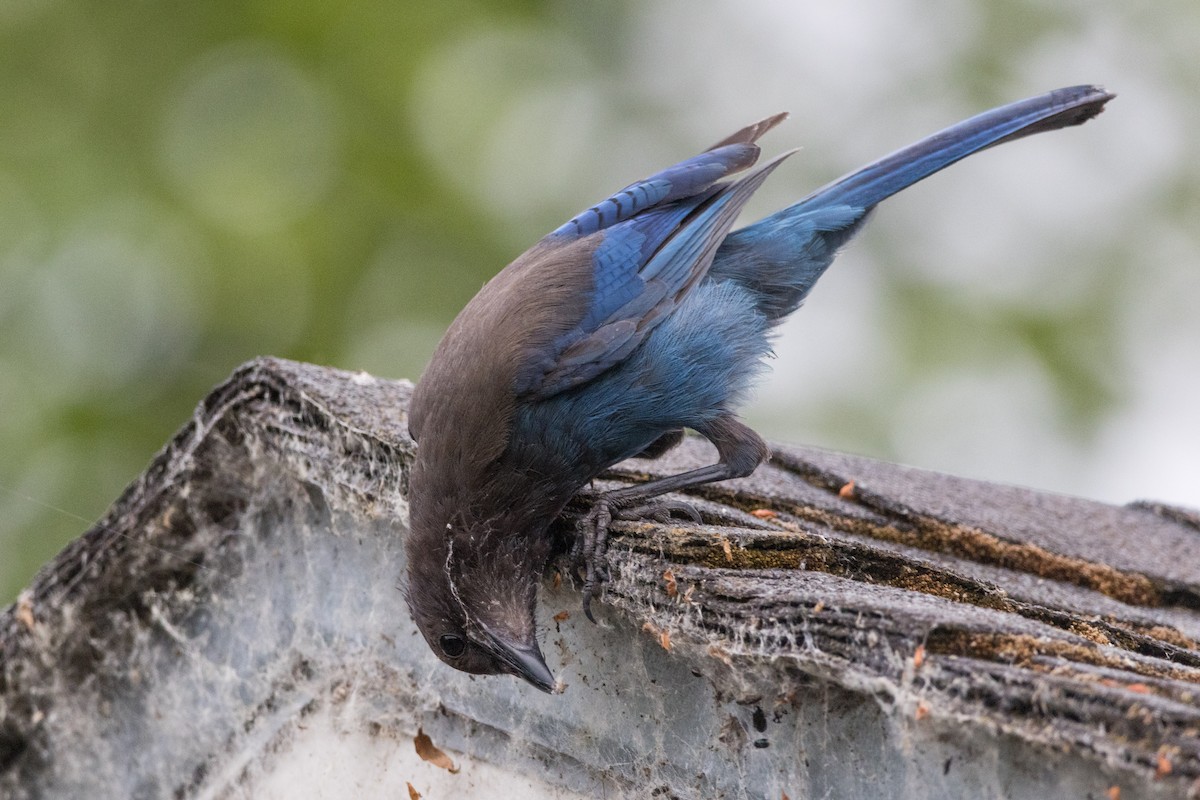 Steller's Jay - Alex Tey