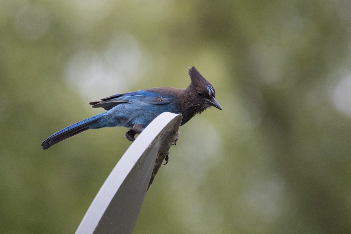 Steller's Jay - ML620694317