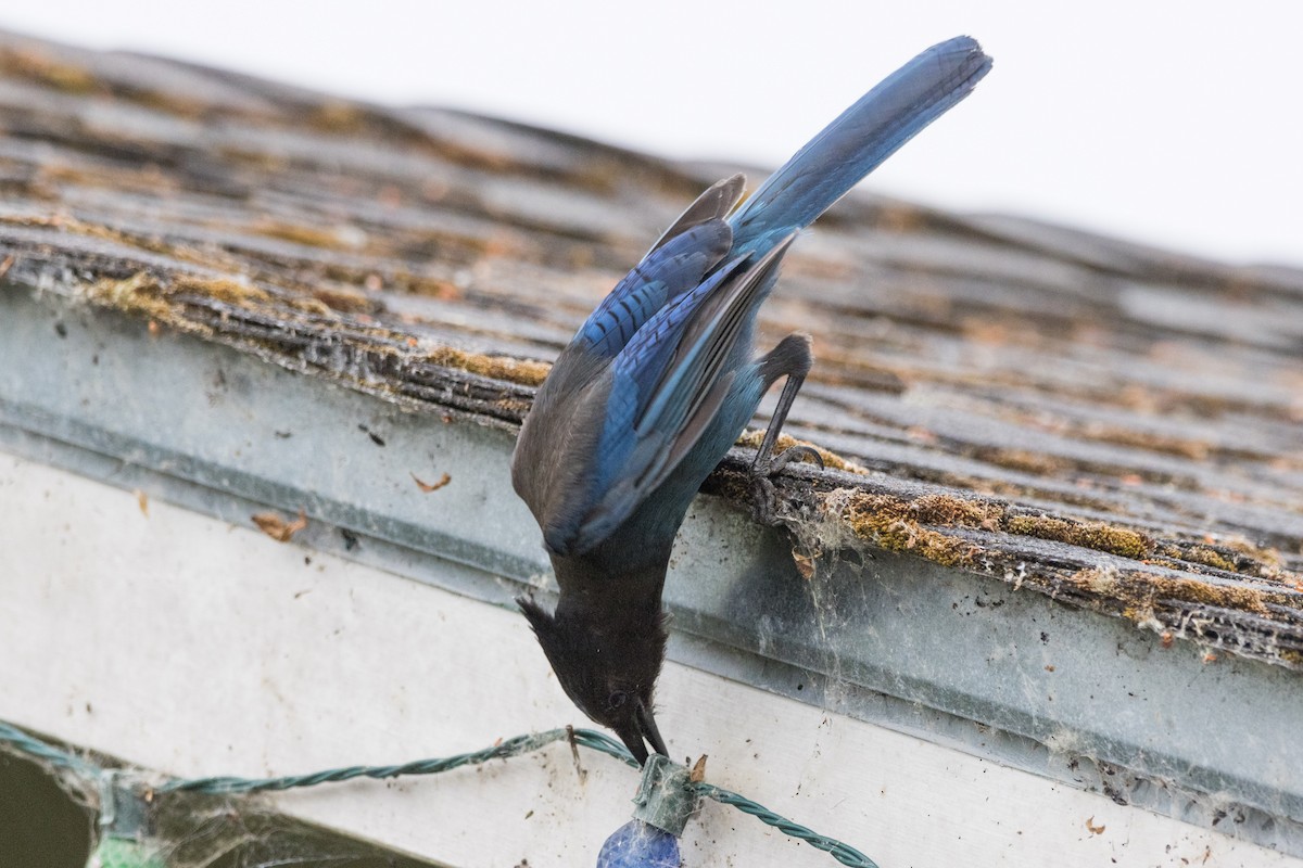 Steller's Jay - ML620694318