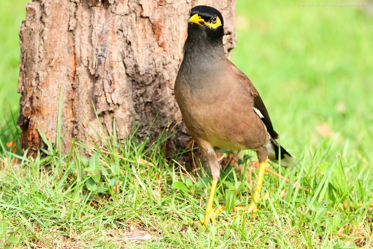 Common Myna - ML620694319