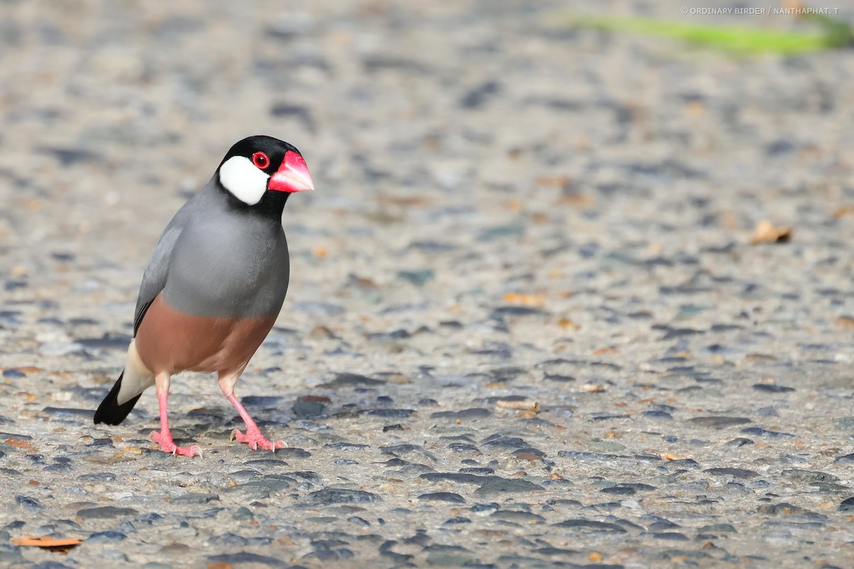 Java Sparrow - ML620694321