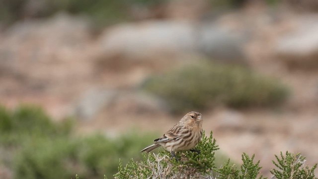 Pardillo Piquigualdo - ML620694322