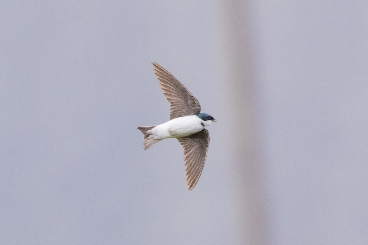 Tree Swallow - ML620694323