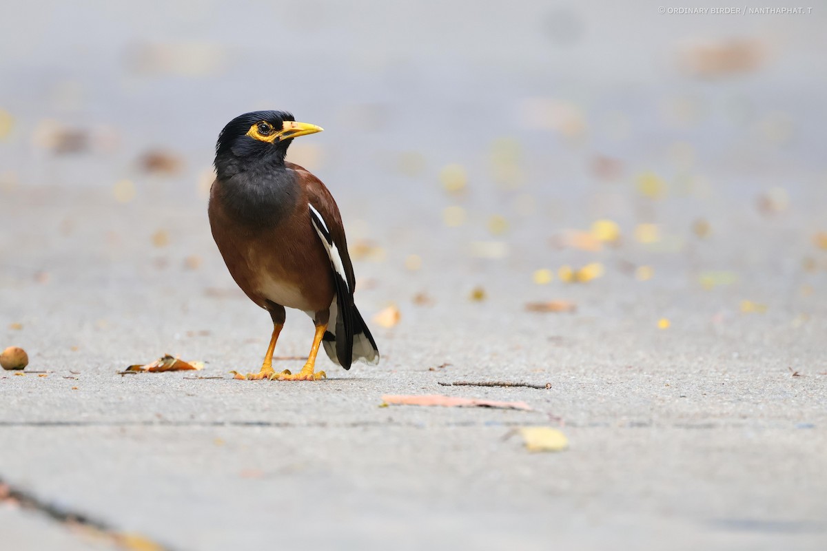 Common Myna - ML620694324