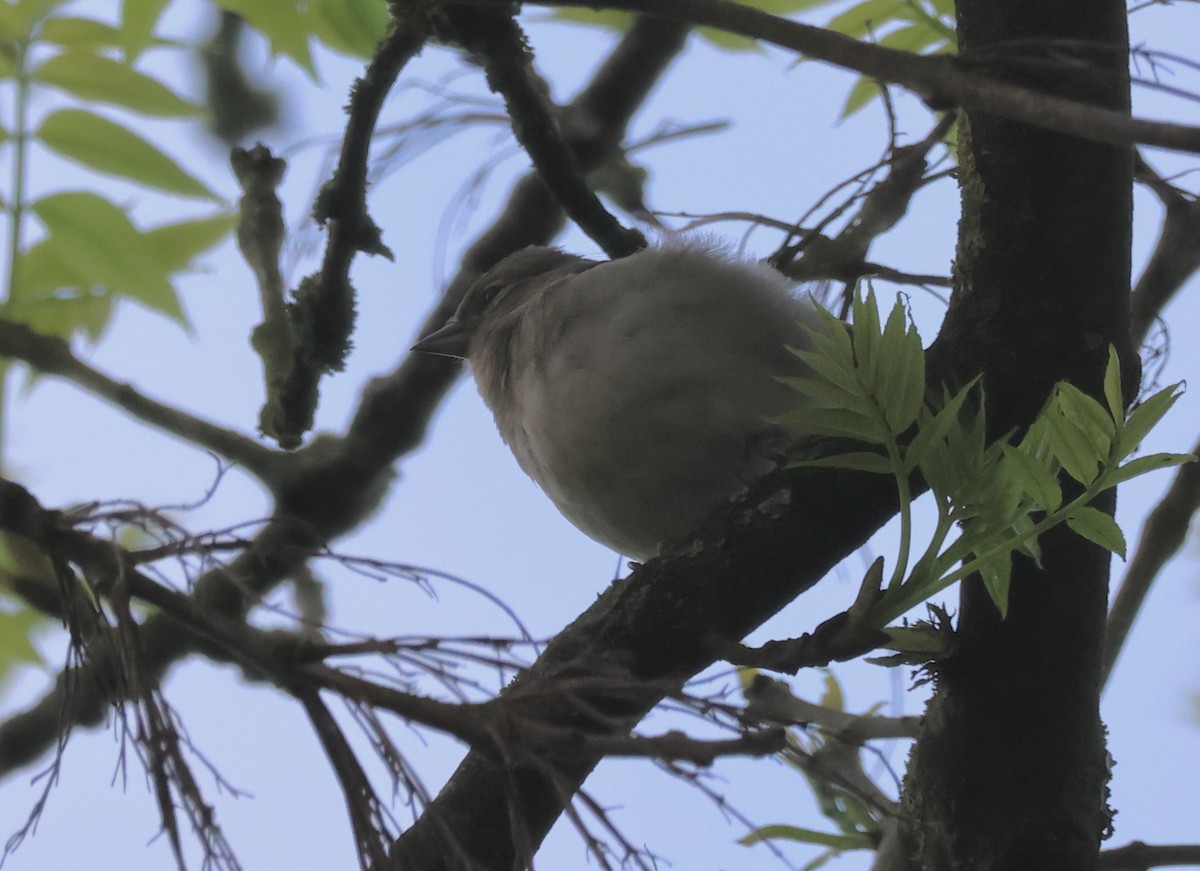 Common Chaffinch - ML620694325