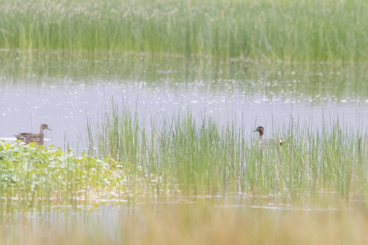 Green-winged Teal - ML620694326