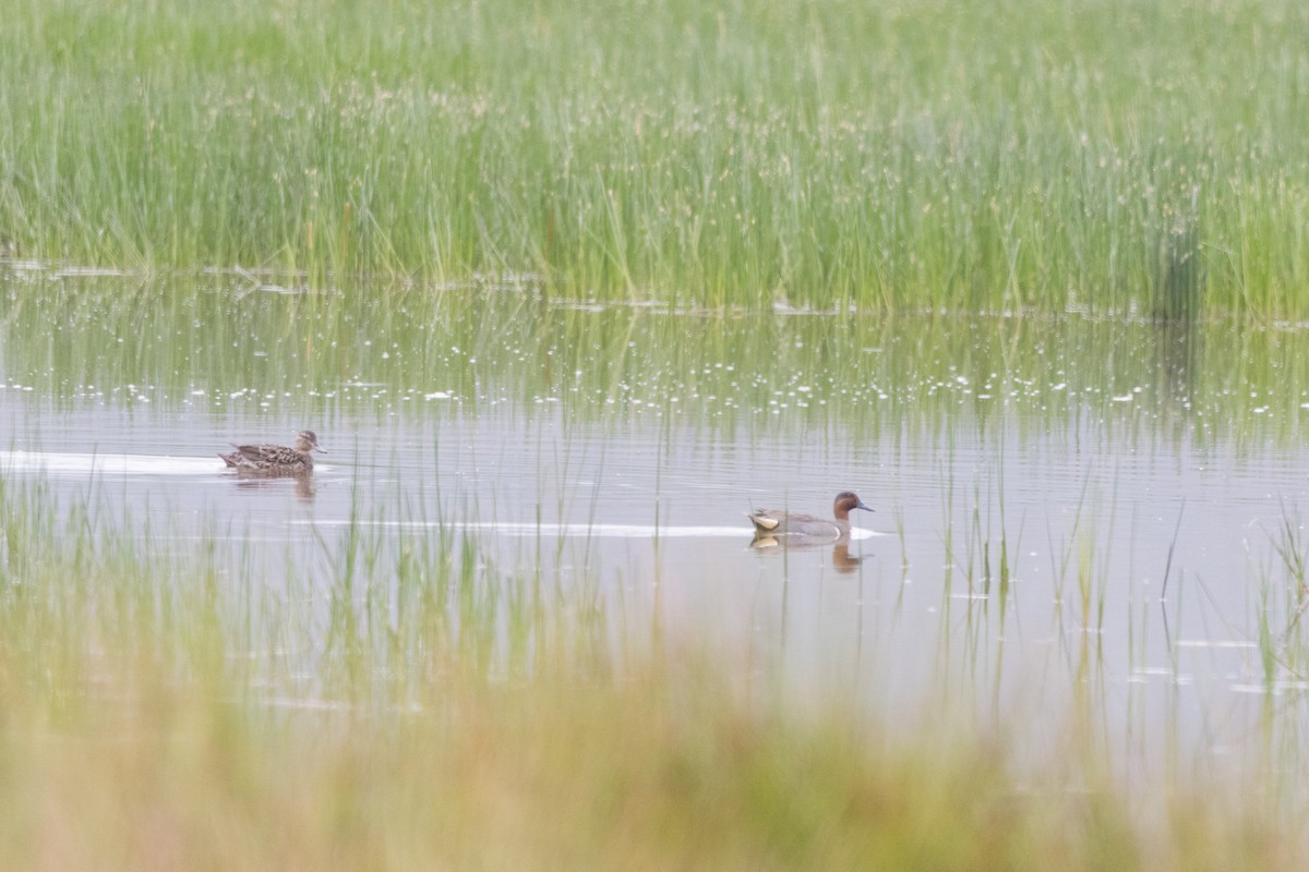 Green-winged Teal - ML620694327