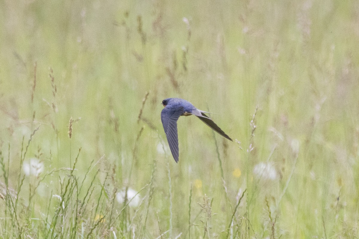 Barn Swallow - ML620694331