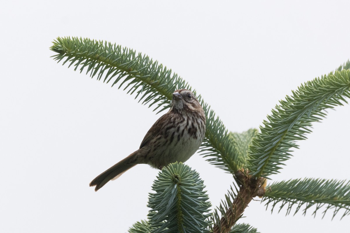 Song Sparrow - Alex Tey