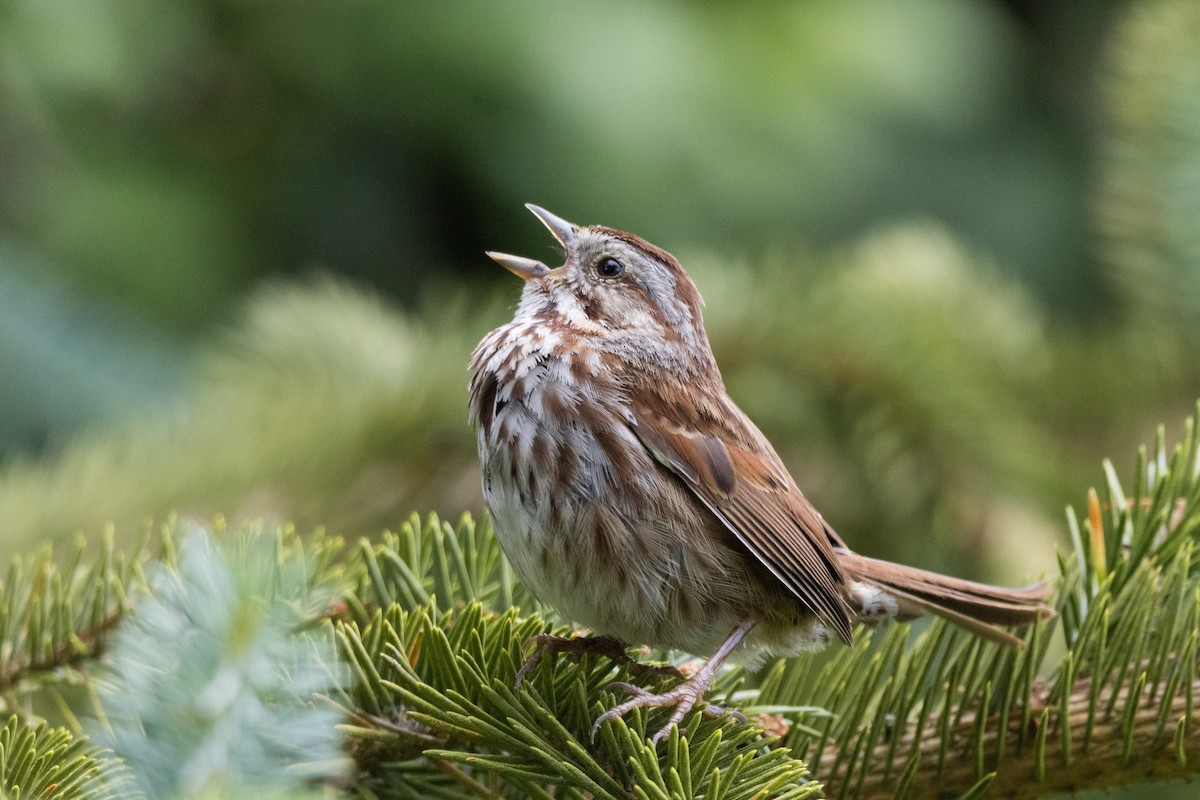 Song Sparrow - ML620694334