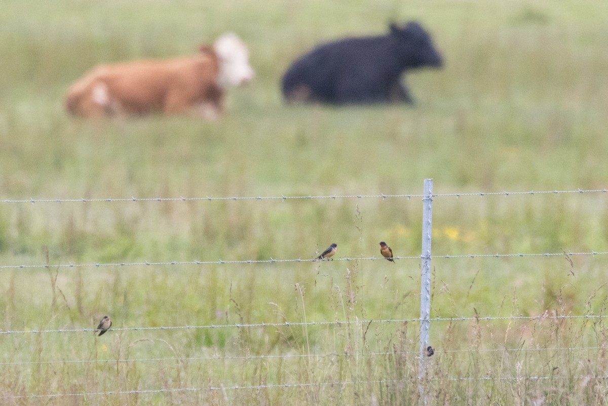 Barn Swallow - ML620694335