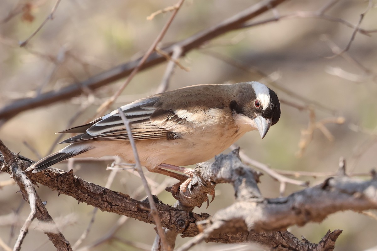 White-browed Sparrow-Weaver - ML620694336