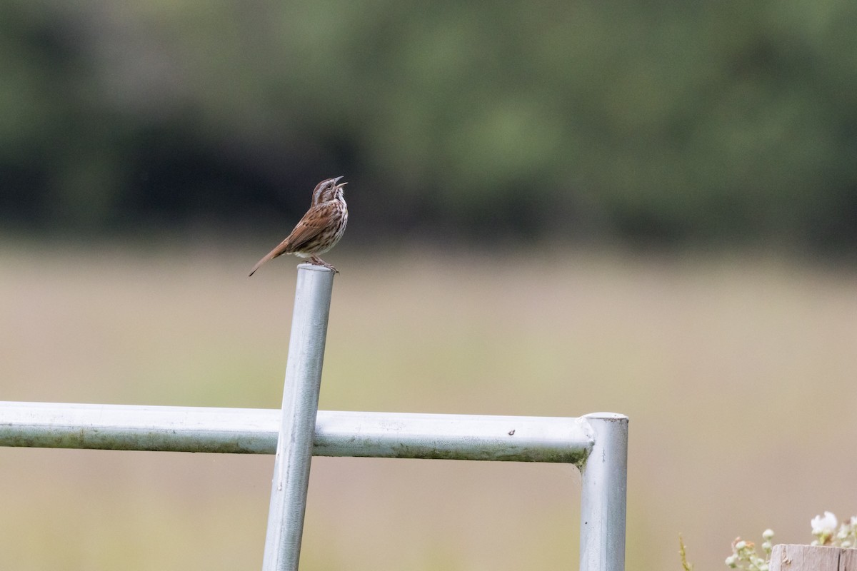 Song Sparrow - ML620694337