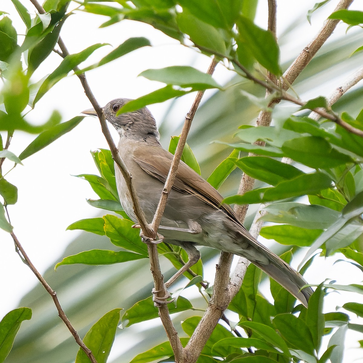 Pale-breasted Thrush - ML620694340