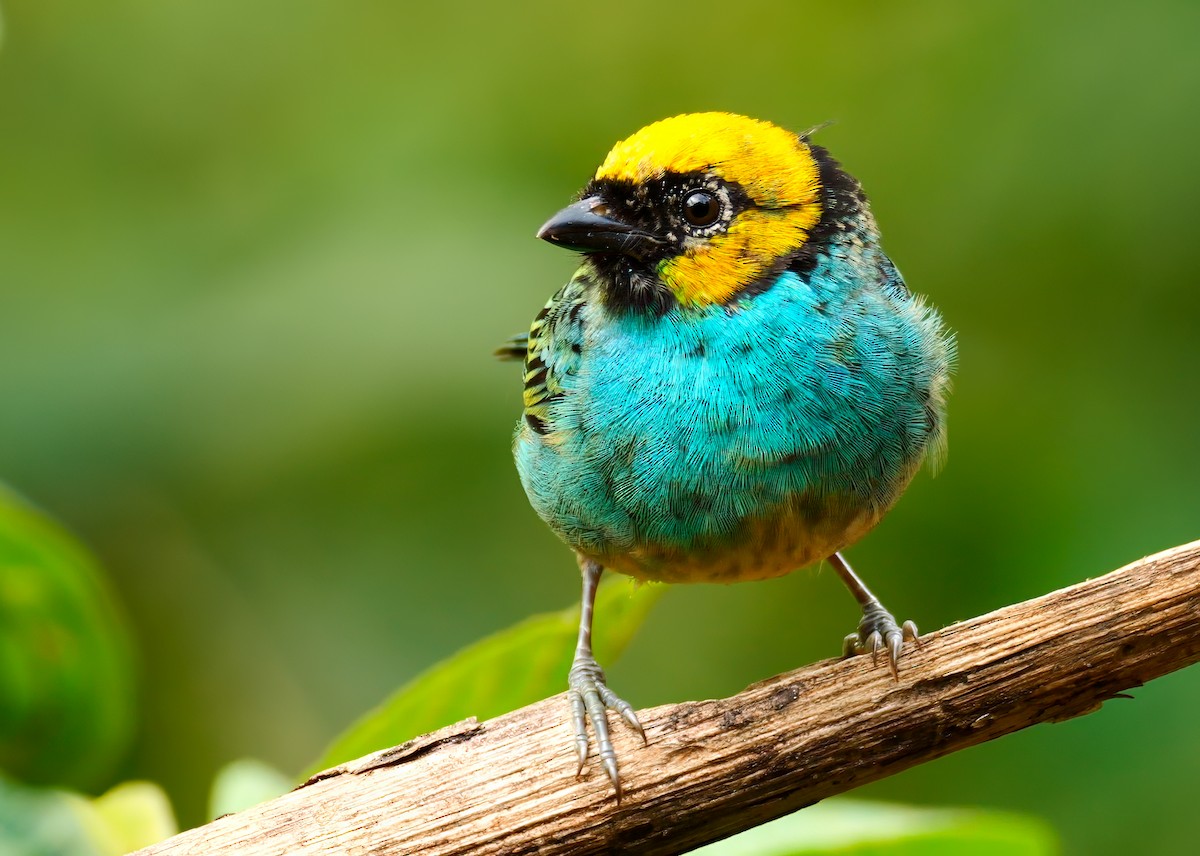 Saffron-crowned Tanager - ML620694344