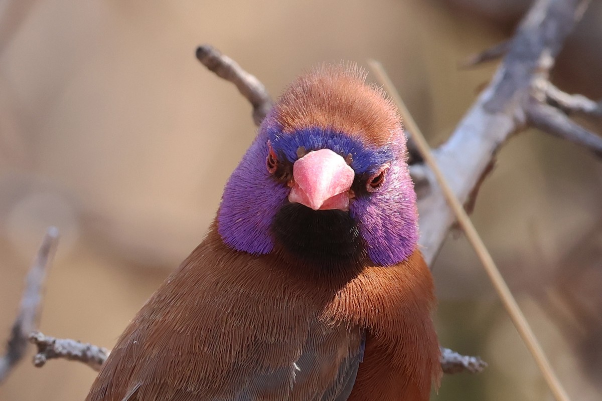 Violet-eared Waxbill - ML620694345