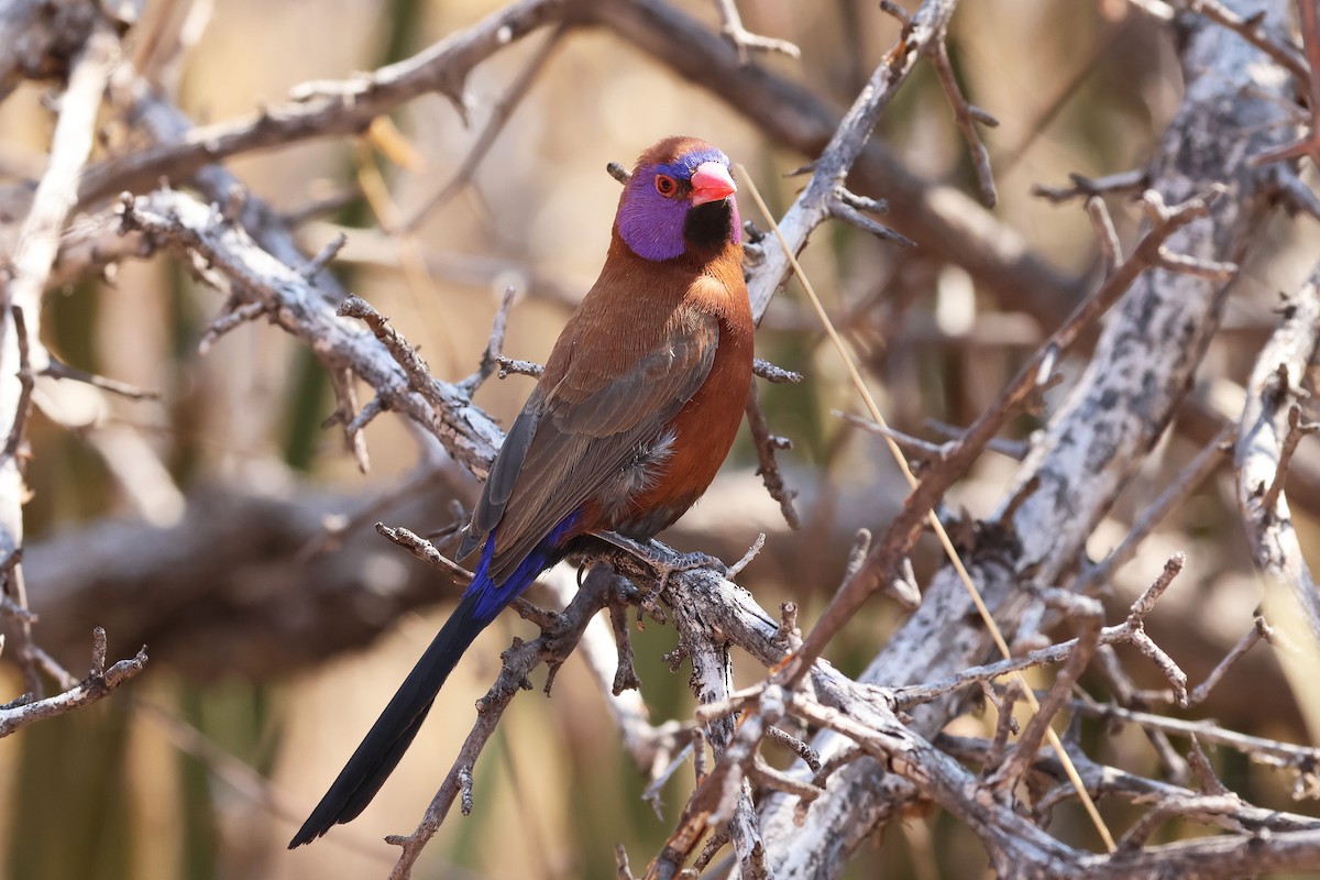 Violet-eared Waxbill - ML620694346