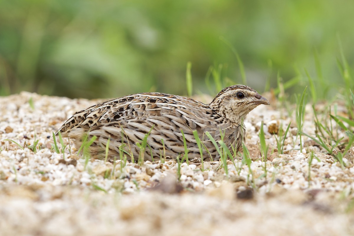 Rain Quail - ML620694348