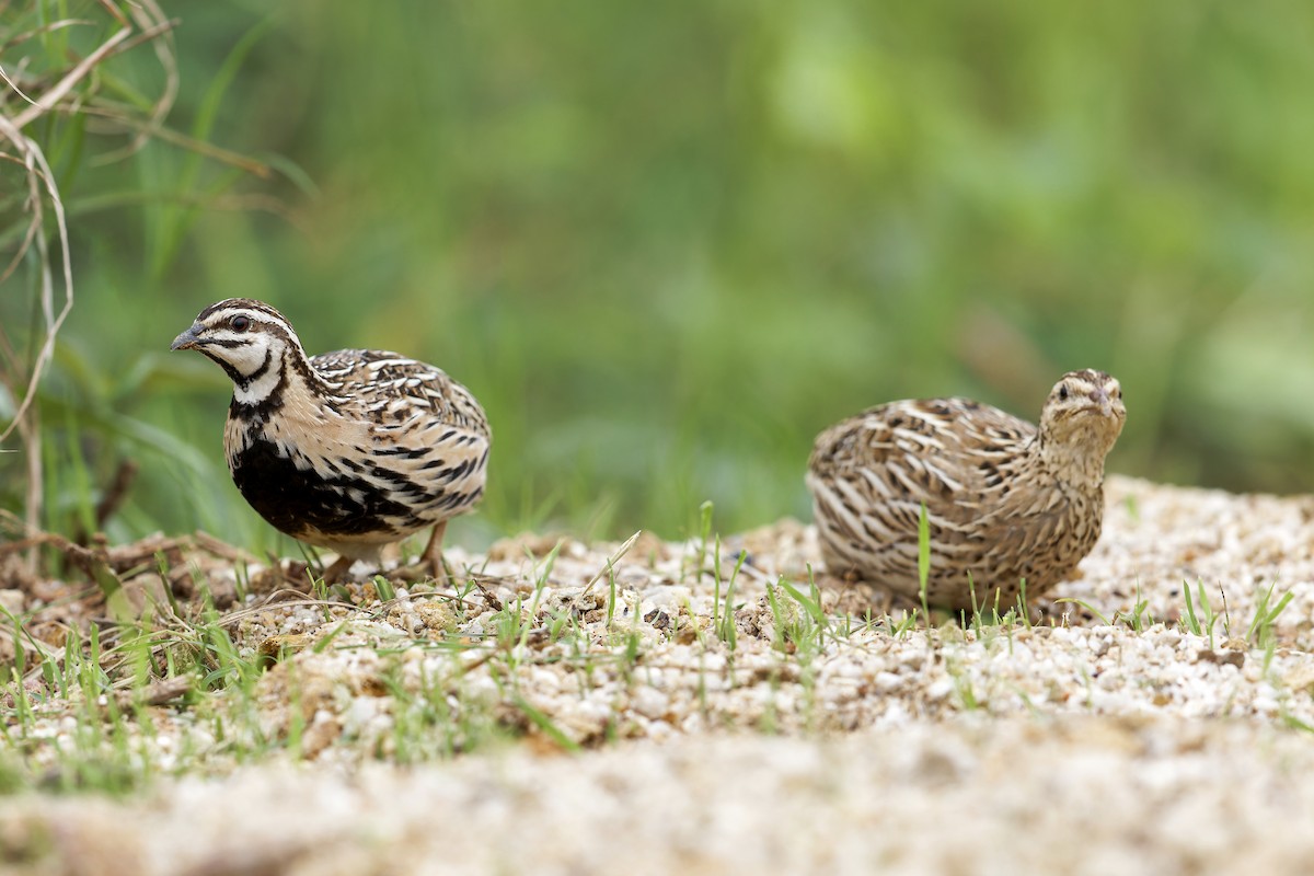 Rain Quail - ML620694350