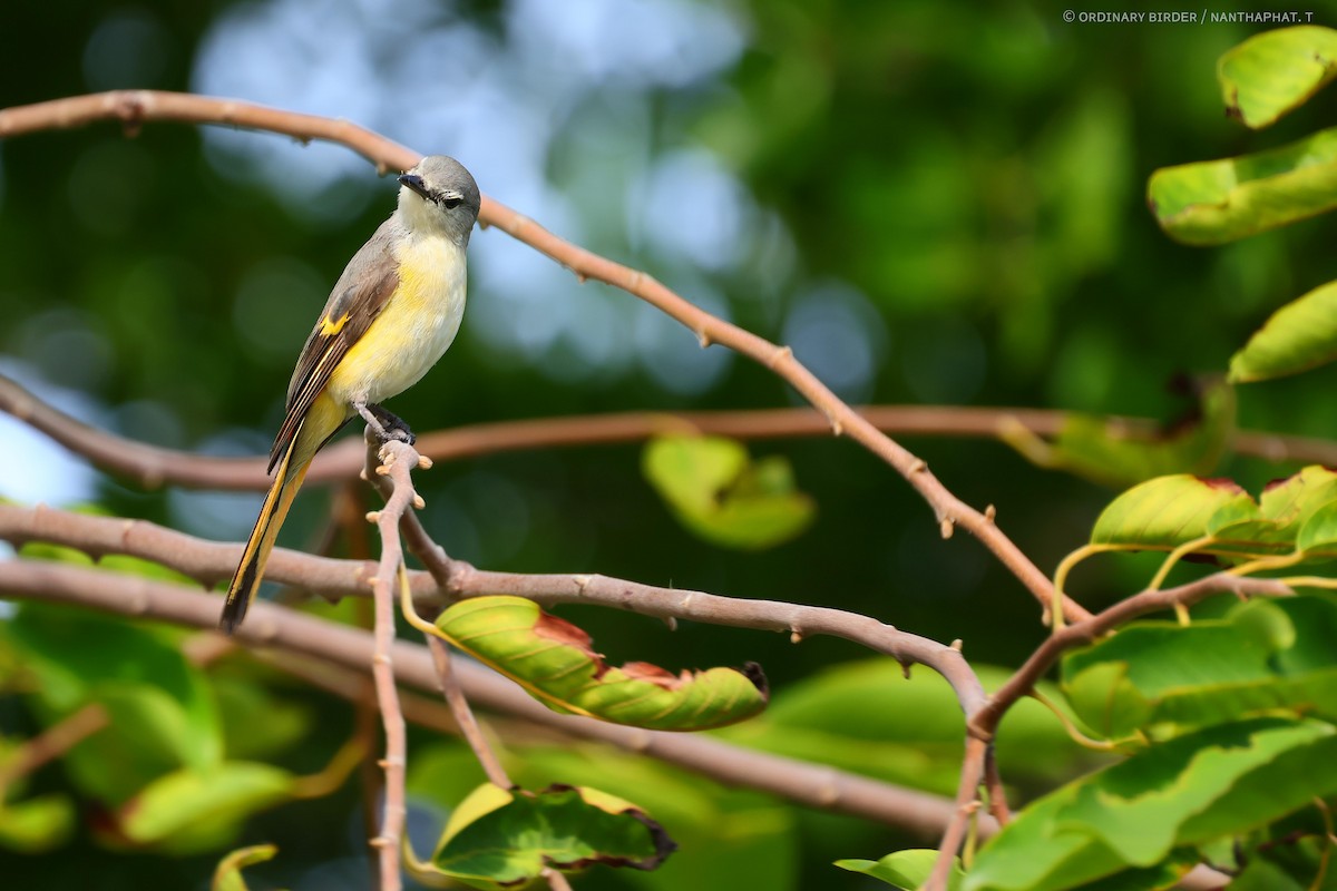 Küçük Minivet - ML620694352