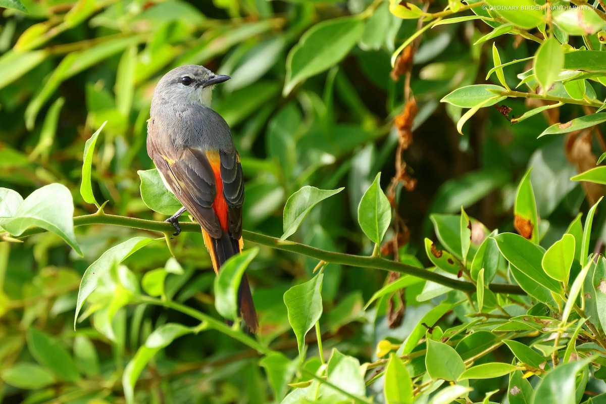 Small Minivet - ML620694353