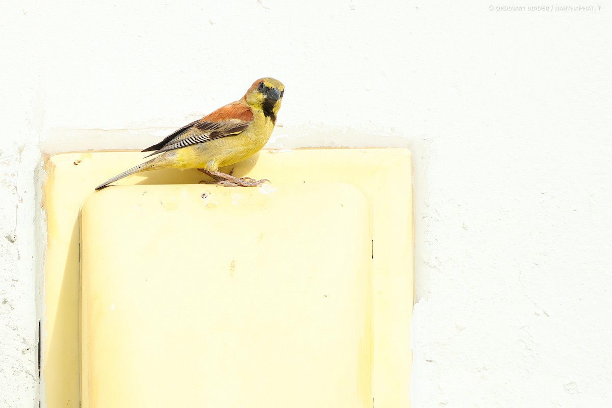 Plain-backed Sparrow - ordinary birder